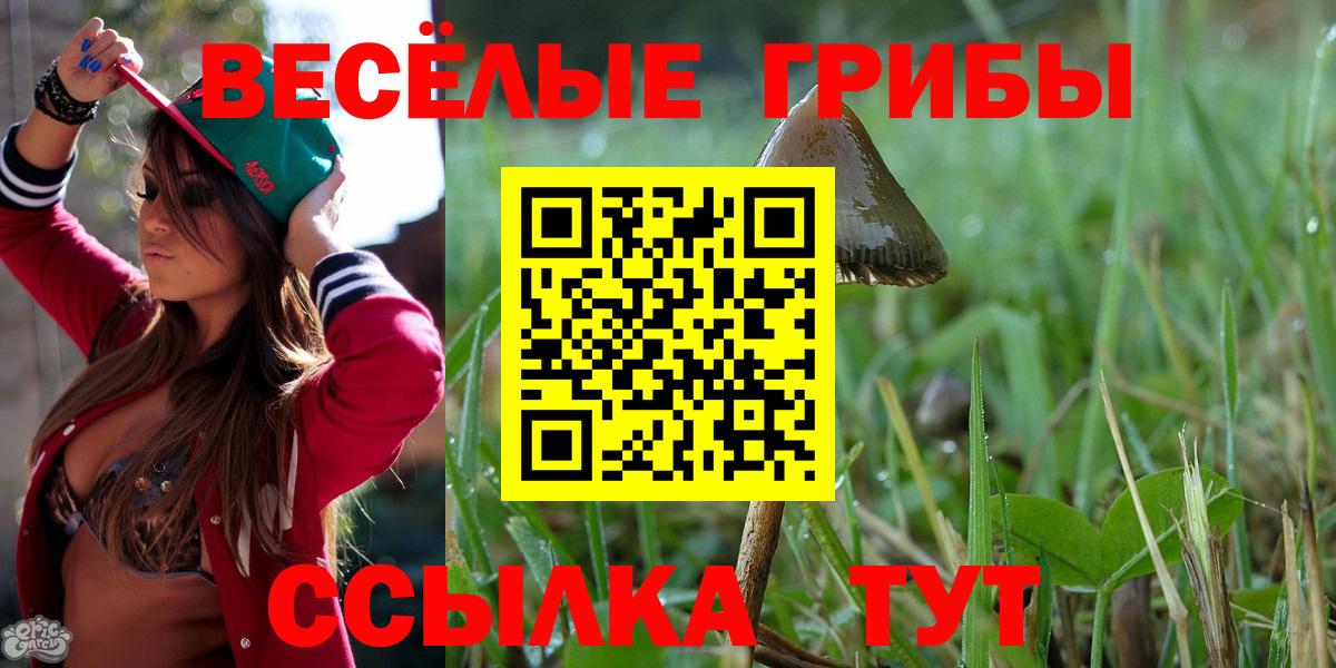 Псилоцибиновые грибы Cubensis  Вход с VPN  Горно-Алтайск 